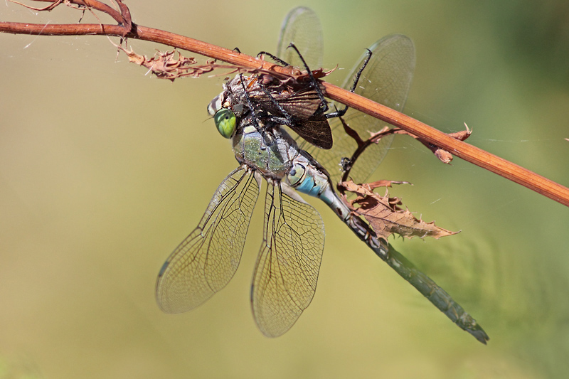 Predatori di farfalle